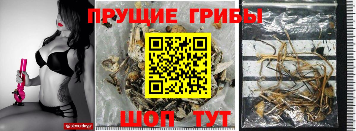Галлюциногенные грибы мицелий  Вход с VPN  Горно-Алтайск  Псилоцибиновые грибы Psilocybe 